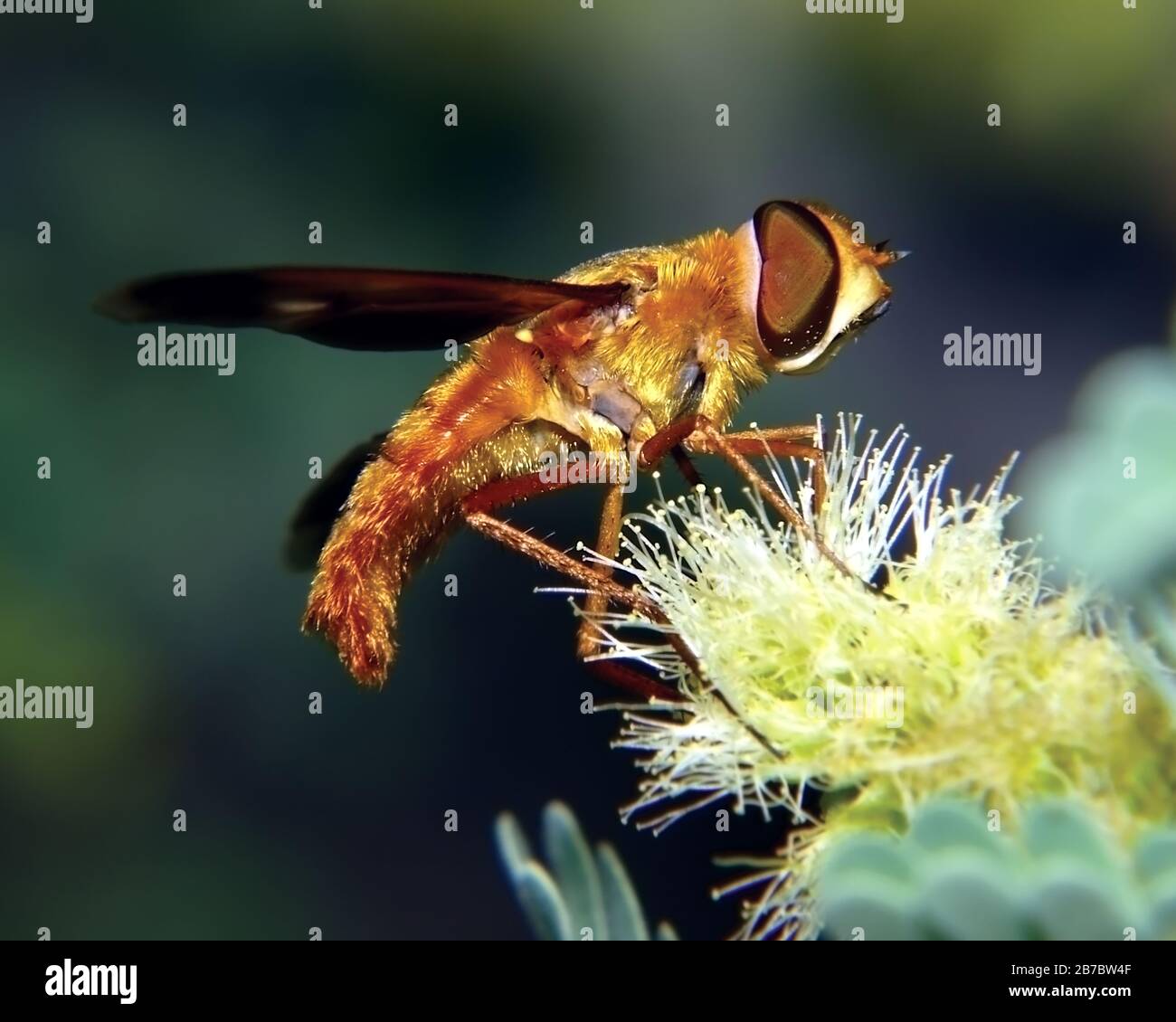 Ein orangefarbener, verschwommener Hoverby, der in Arizona beheimatet ist und sich von einer Blume aus dem Mesquite Tree ernährt. Hoverbfliegen sind Nektarfütter. Stockfoto