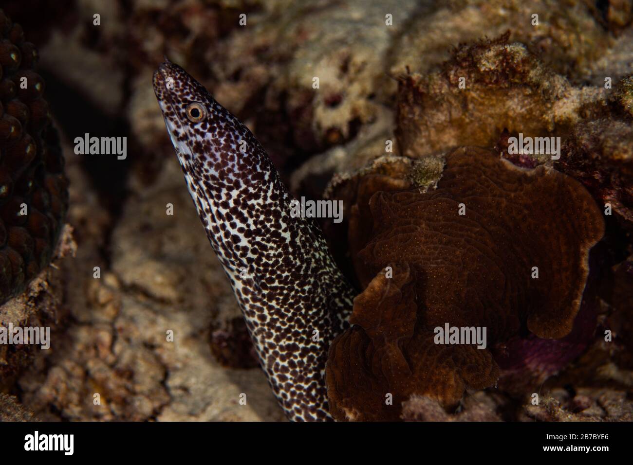 Ein gefleckter moränen Aal, der am Riff in Bonaire, Niederlande, hängt. Stockfoto