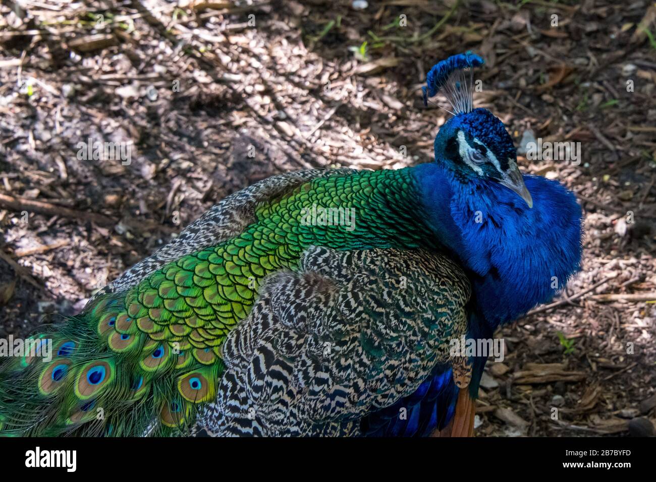 Pfauen in Florida Stockfoto