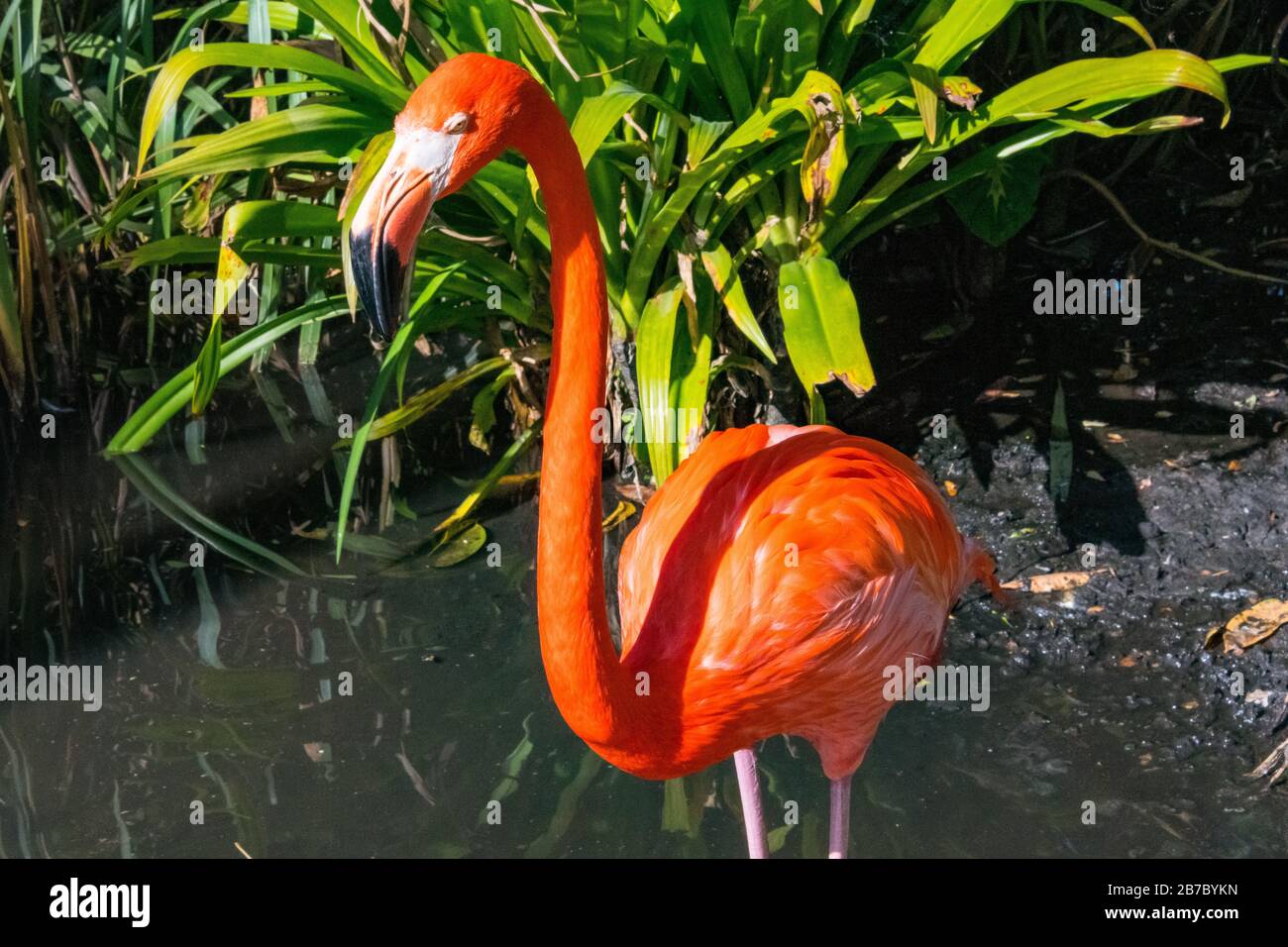 Bonita Springs Florida Flamingos Stockfoto