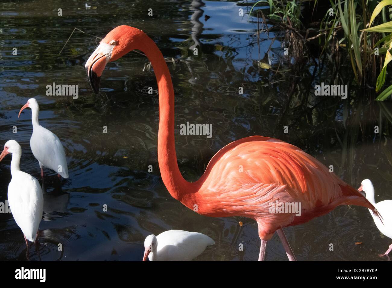 Bonita Springs Florida Flora und Fauna im Januar Stockfoto