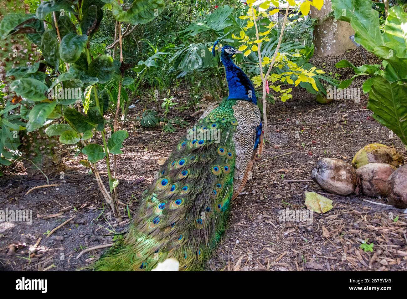 Pfauen in Florida Stockfoto