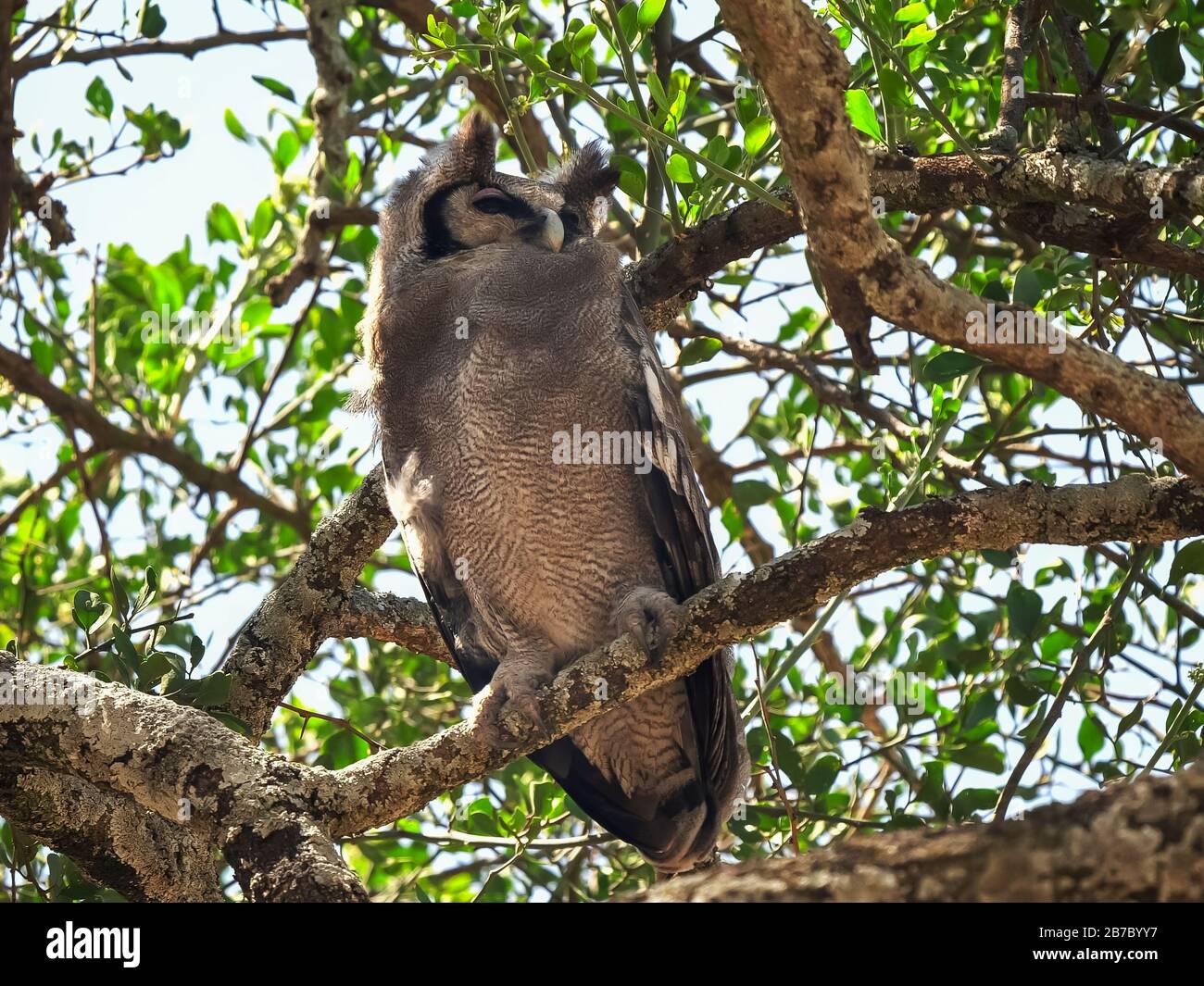 Riesenadler-Eule thront in einem Baum im serengeti-nationalpark Stockfoto