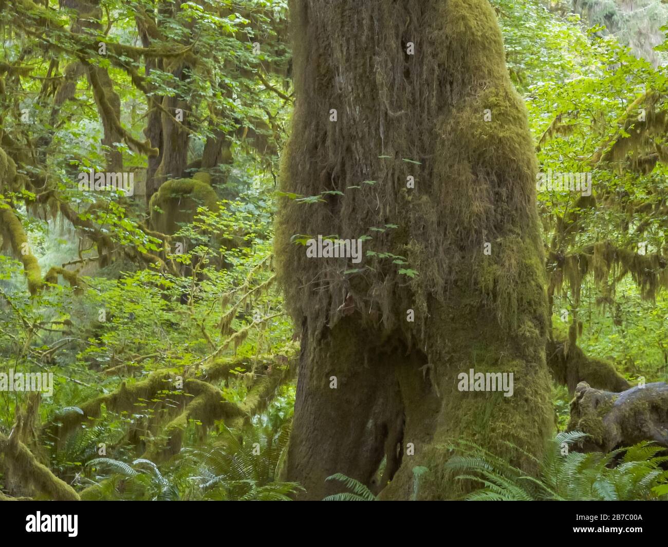 Ein Baumstamm im wald von hoh Rain im olympic np Stockfoto