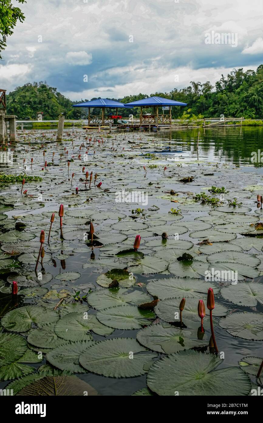 Seerosen in einem See gefunden. Lake Sebu, South Cotabato, Philippinen. Stockfoto