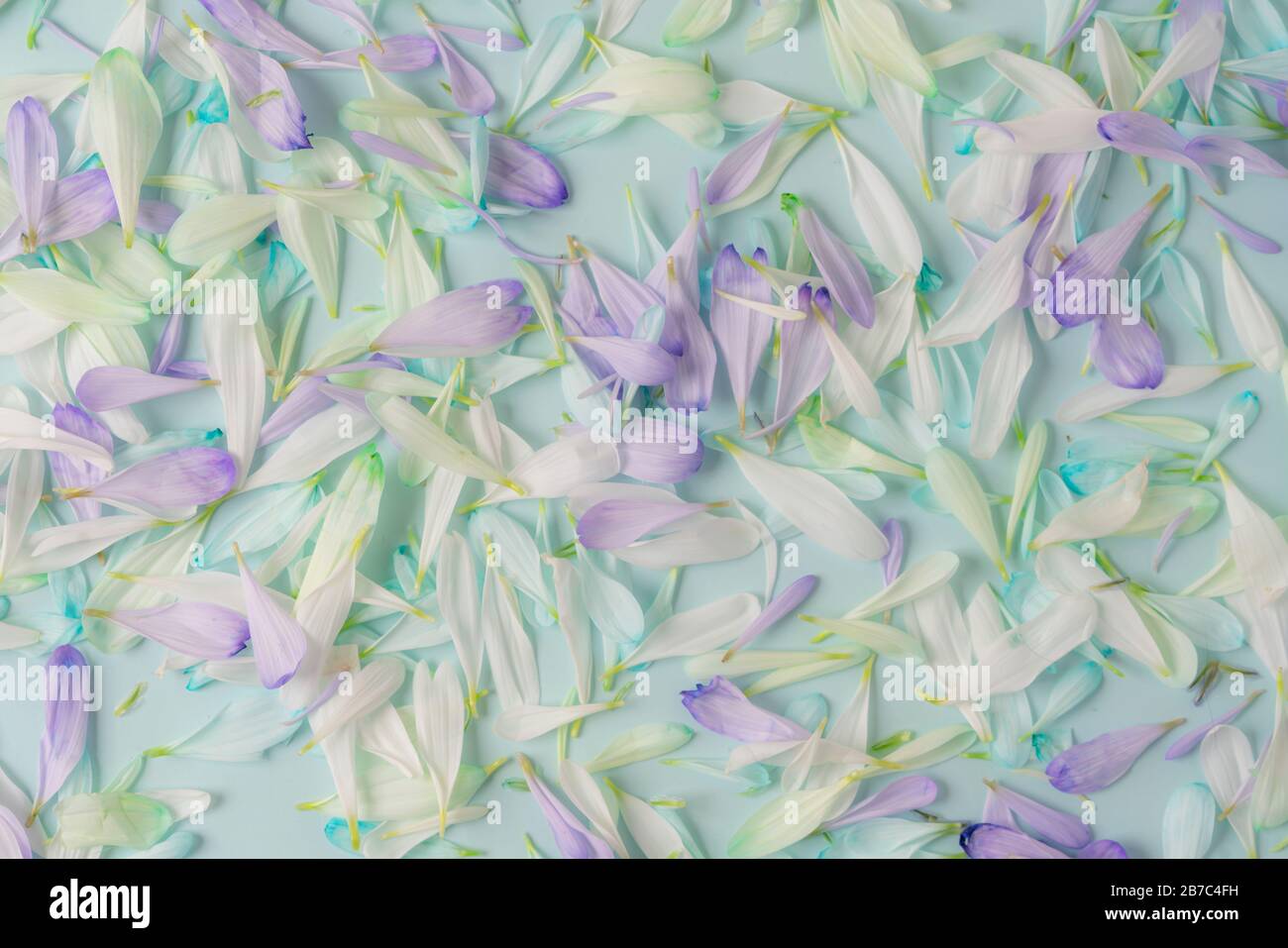 Blumenhintergrund mit Blumenblättern. Einrichtung für Design und umweltfreundlichen Stil Stockfoto