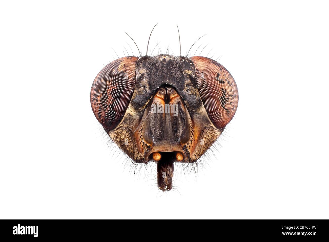 Extremes Makrofoto (unter dem Mikroskop) eines Fliegenkopfs Stockfoto