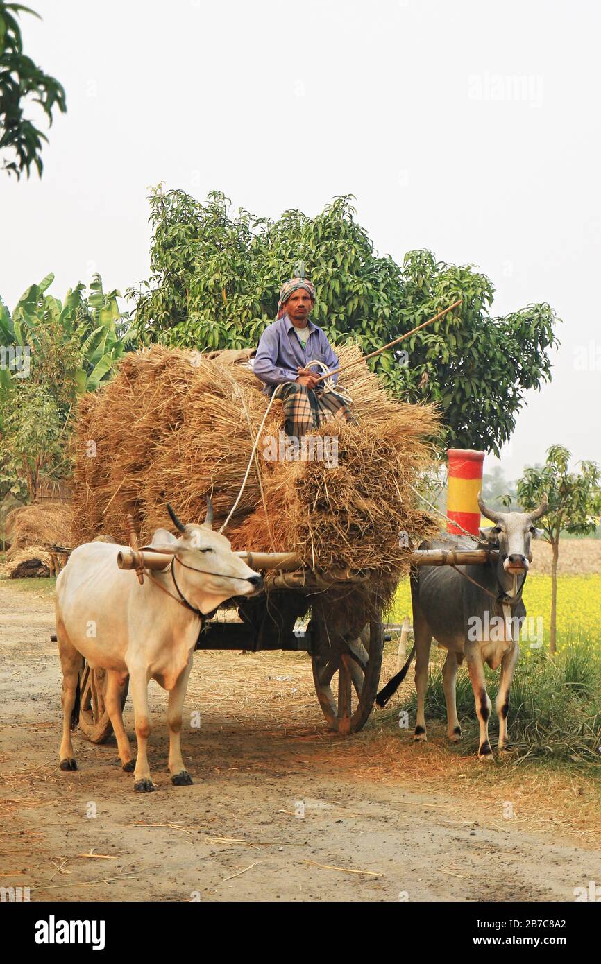 Bangladeschische Bauern transportieren ihr geerntetes Reisfeld mit einem Kuhwagen nach Hause. Der Mangel an maschinellen Interventionen ist eine Herausforderung für die Landwirte. Stockfoto