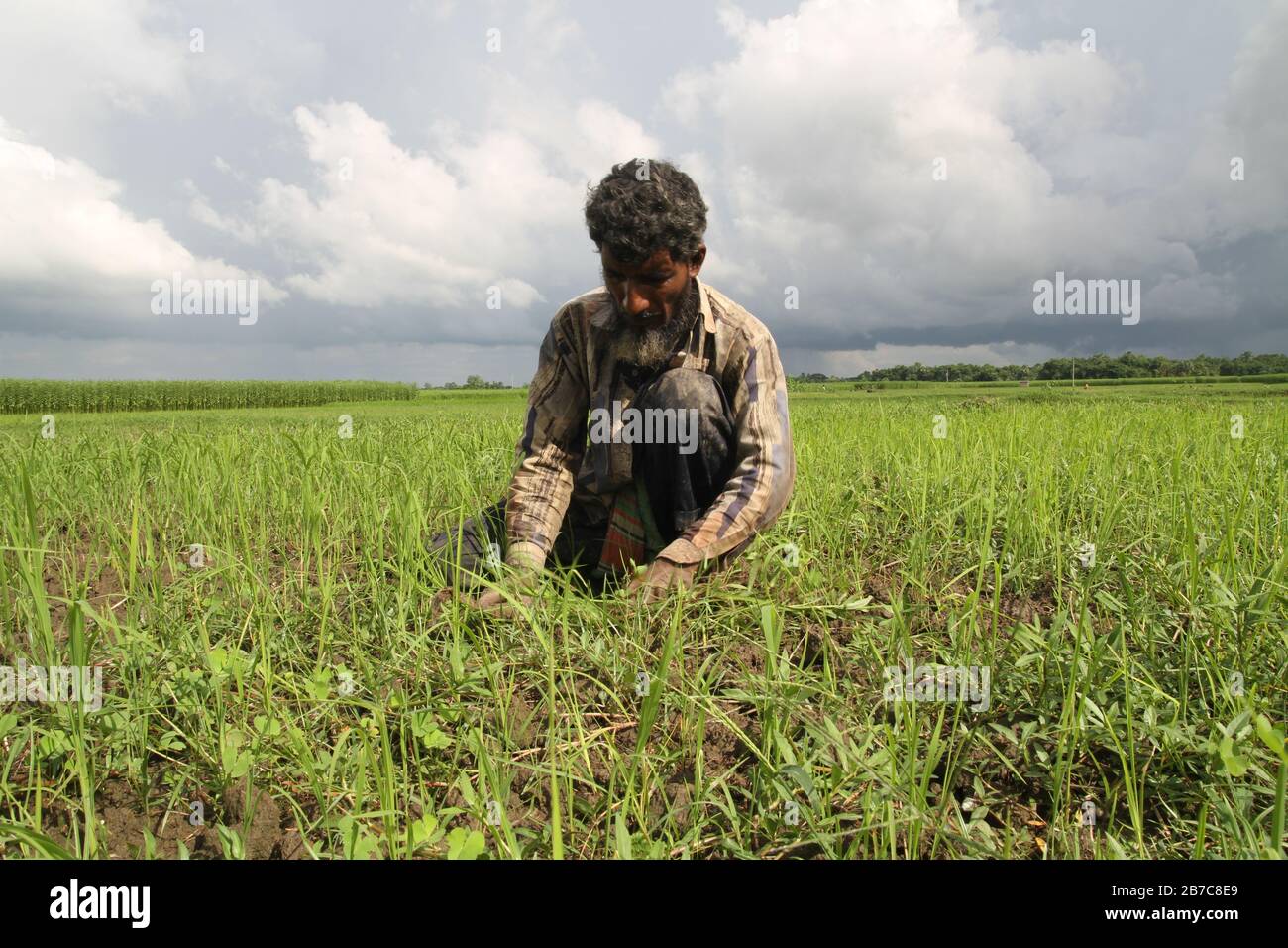 Ein bangladeschischer Landwirt jäten seine Ernten im Rajbari Distrikt von Bangladesch. Stockfoto