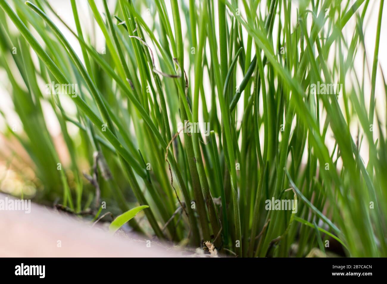 Töpfchenknuss, neue Vegetation im März Stockfoto