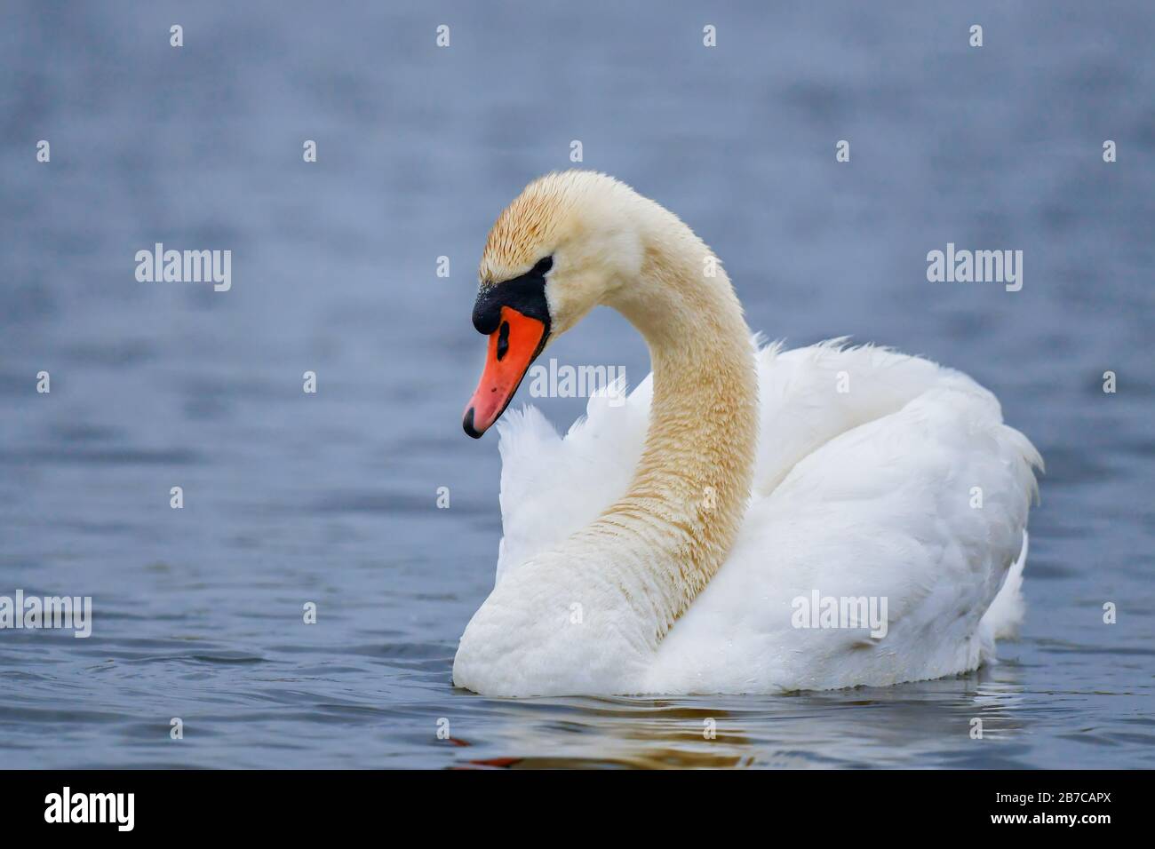 Mute Swan - Cygnus olor, schöner großer Weißwasservogel aus europäischen Seen und Süßwasser, Hortobagy, Ungarn. Stockfoto