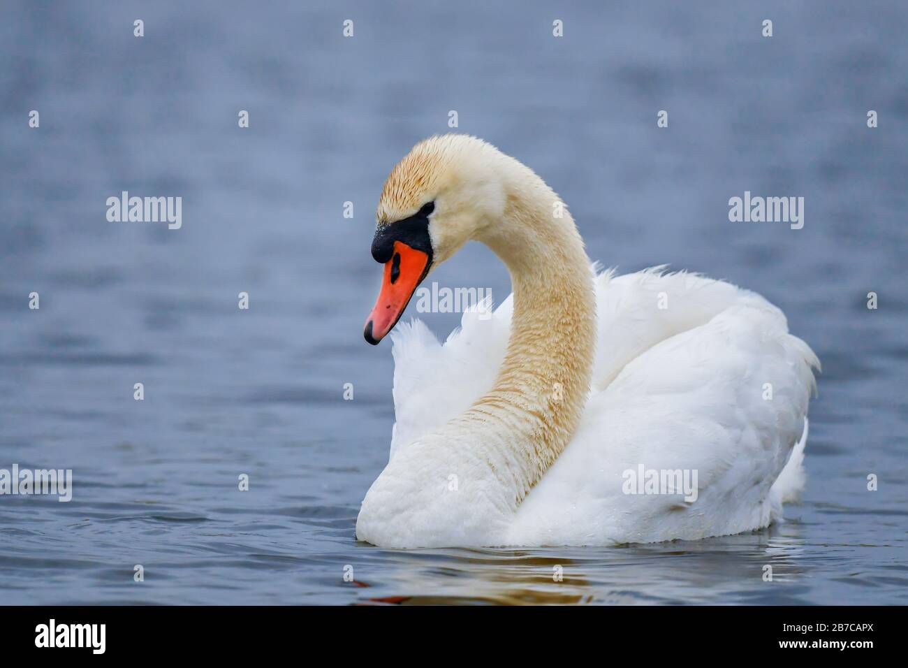 Mute Swan - Cygnus olor, schöner großer Weißwasservogel aus europäischen Seen und Süßwasser, Hortobagy, Ungarn. Stockfoto Mute Swan - Cygnus olor, schöner großer Weißwasservogel aus europäischen Seen und Süßwasser, Hortobagy, Ungarn. Stockfoto