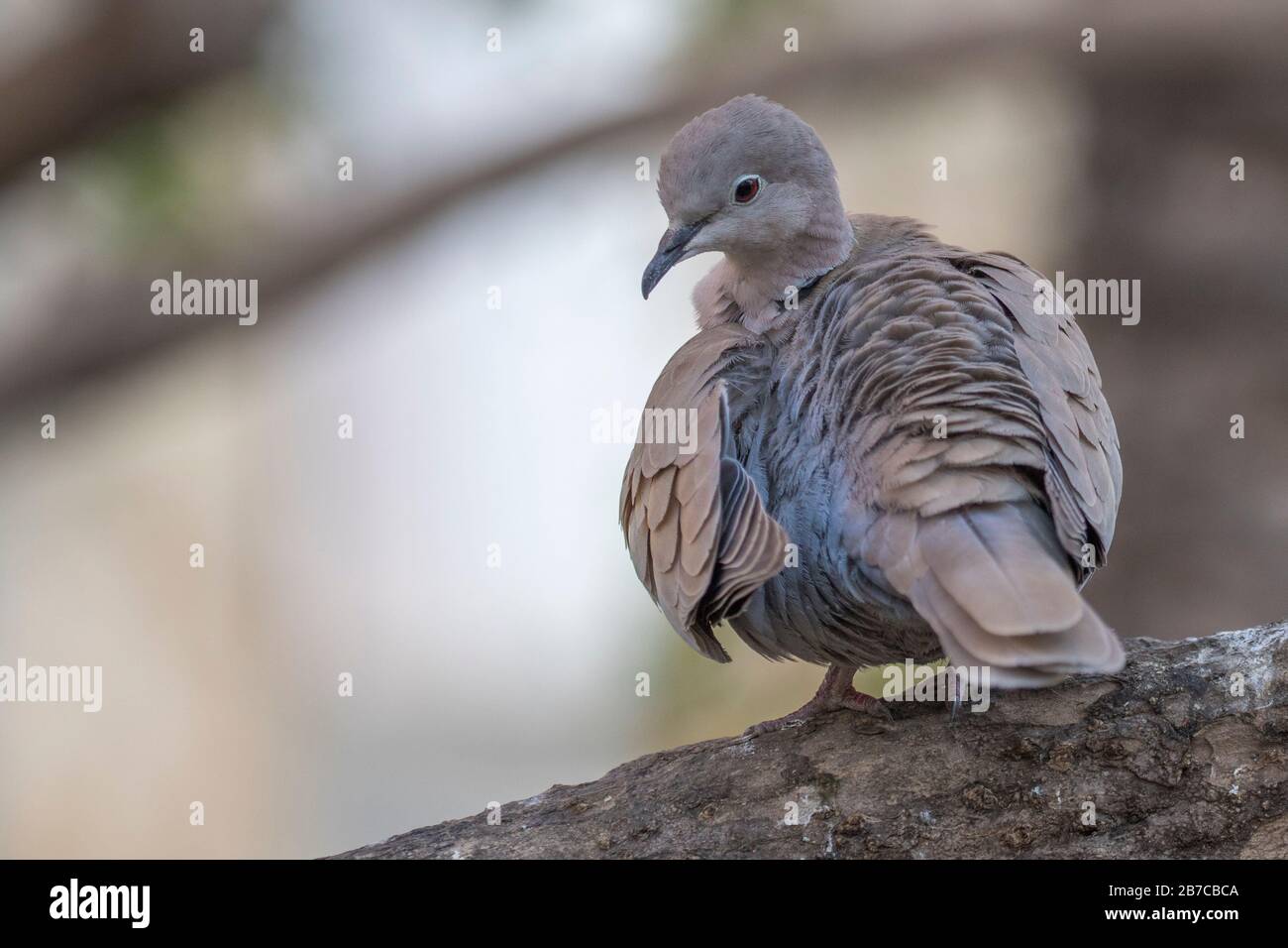 Eurasische, in einem Baum eingehauchte Taube, Sevilla, Andalusien, Spanien Stockfoto