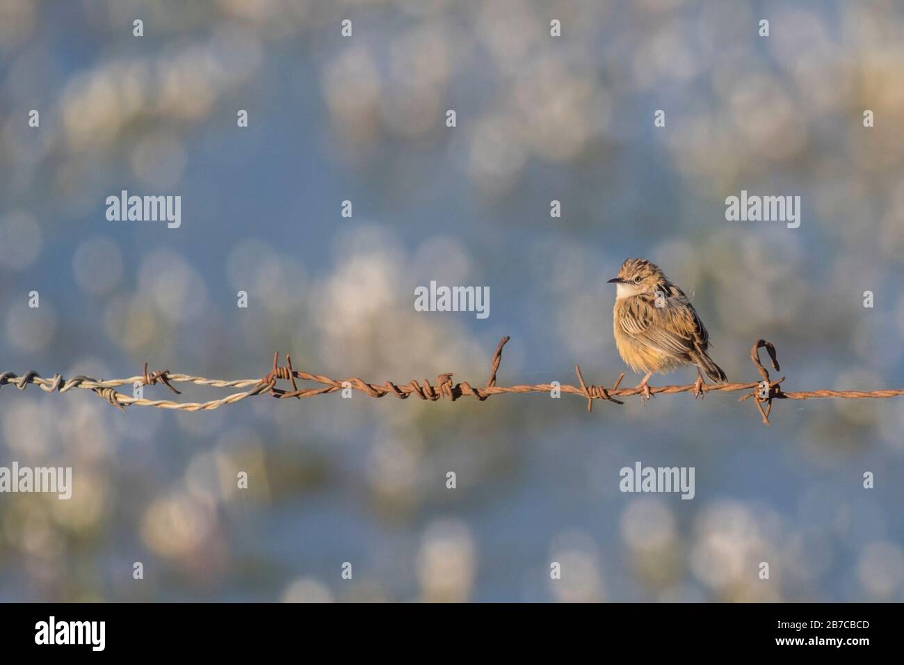 Gemeinsames Weißethroat auf Stacheldraht, Nationalpark Doñana, Andalusien, Spanien Stockfoto