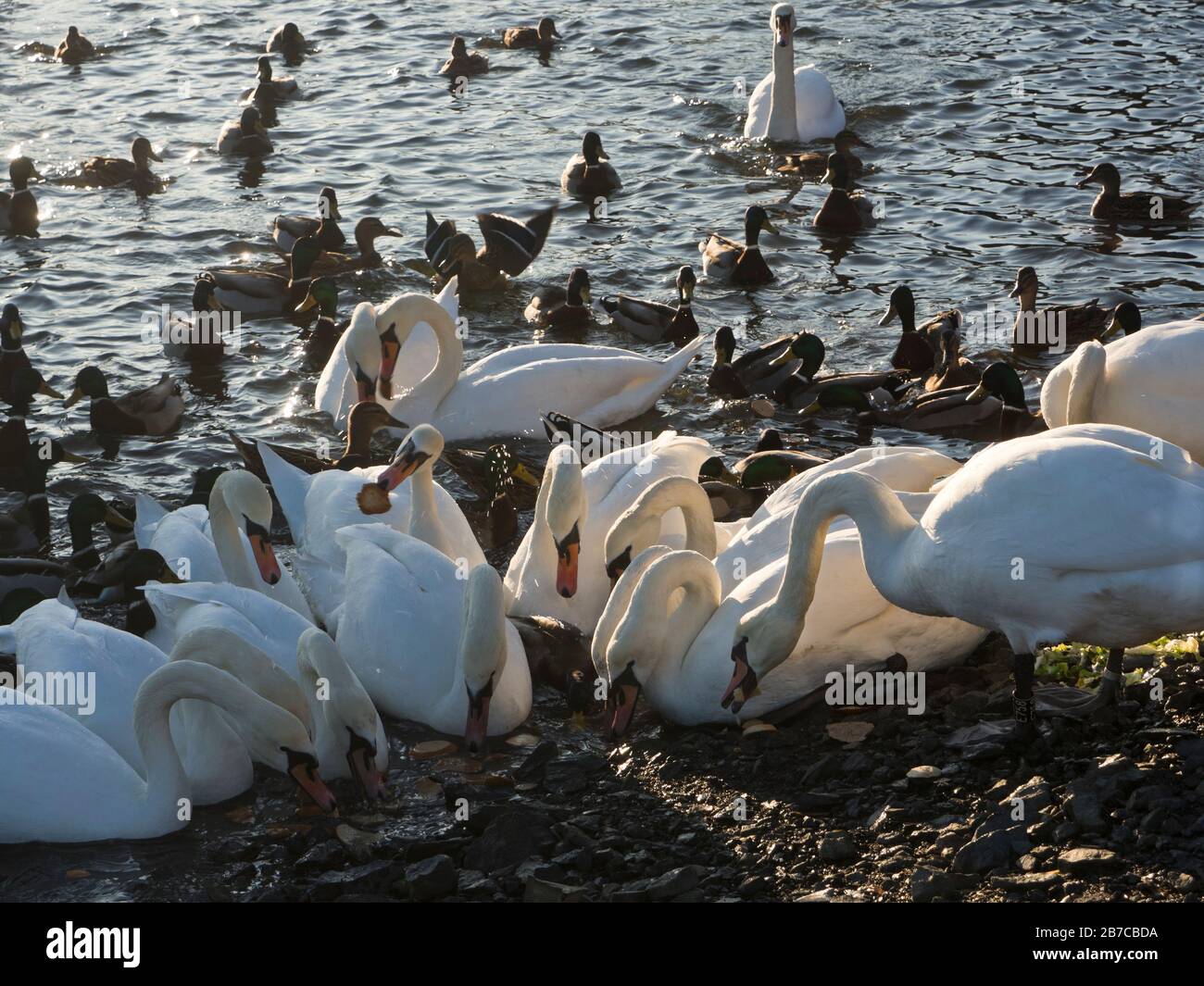 Im Winter, wenn jemand mit kaltem Brot auftaucht, füttert er Raserei unter Schwänen und anderen Wasserfowlen im Oslo-Fjord Stockfoto