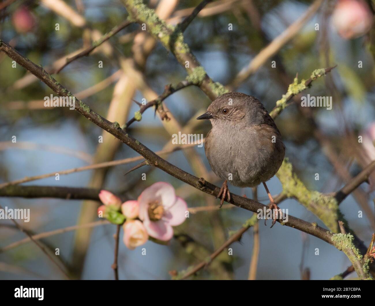Dunnock saß auf einer Filiale mit einer Blume, York, England, Großbritannien Stockfoto