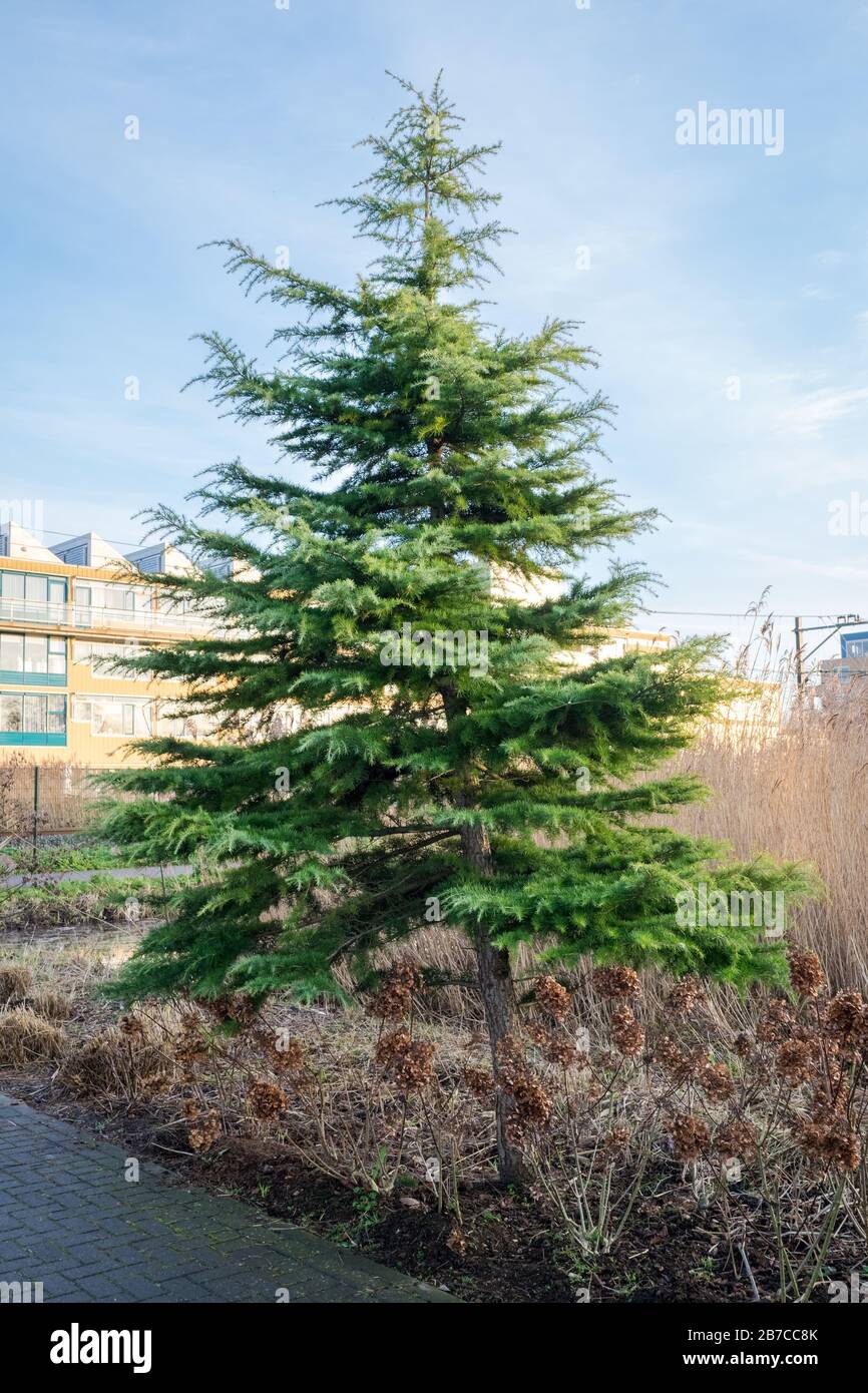 Schöner kegelförmiger Cedrus Deodara (Deodar-Zeder)-Baum in einem Park in einer Baumschule in Boskoop, Niederlande. Stockfoto