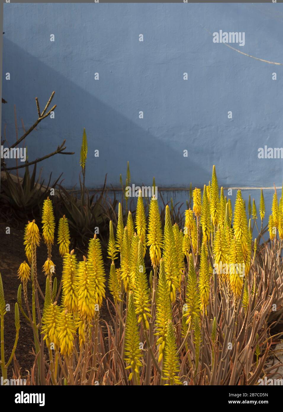 Gelbe Spitzen der Aloe Vera Blumen mit blauer Wandkulisse, die als  Zierpflanze auf der Kanarischen Inseln in Spanien verwendet werden  Stockfotografie - Alamy