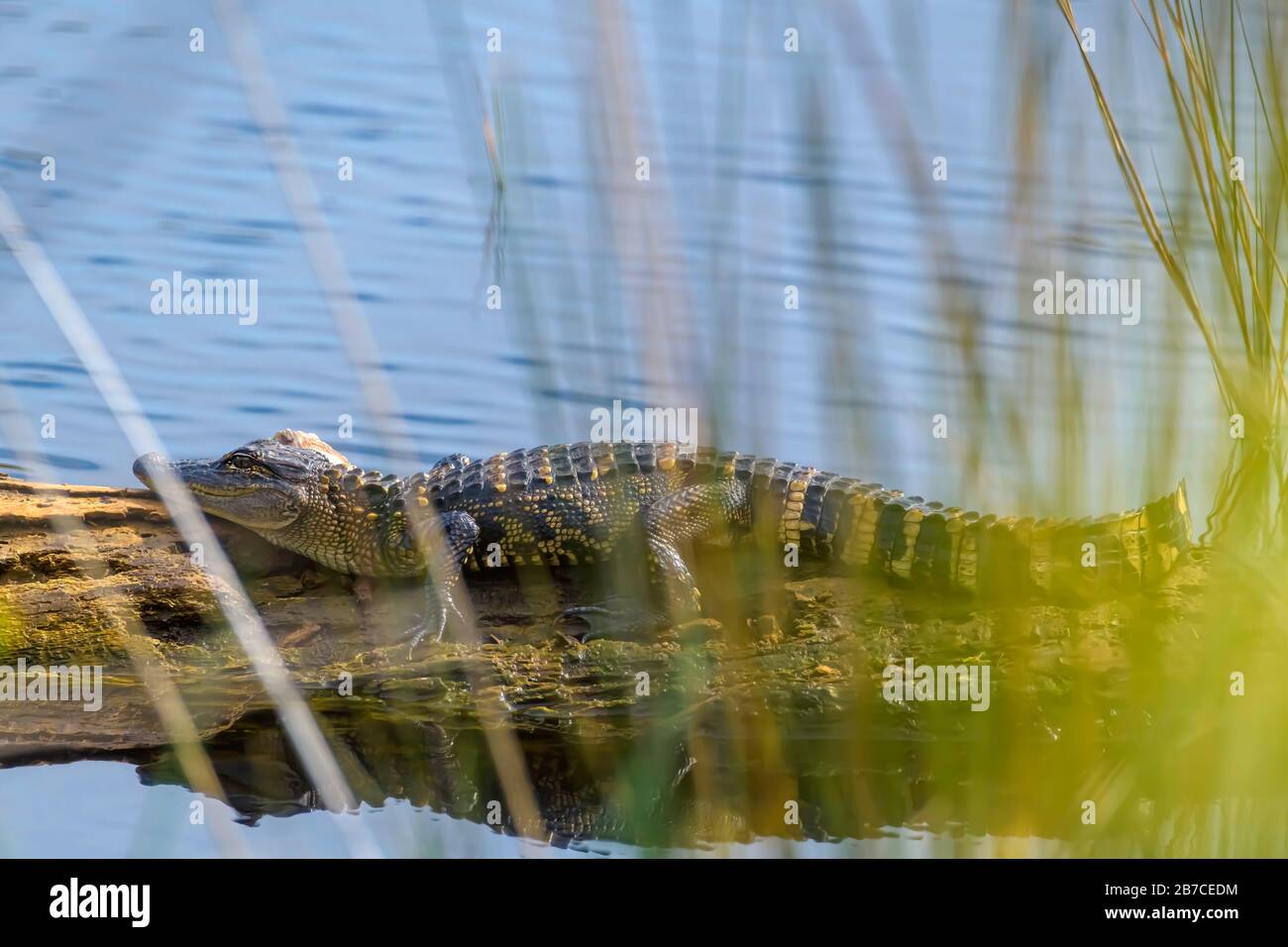 Juvenile Krokodile, etwa 3 Fuß lang, die auf einem Holzbuch im St. Marks Wildlife Preserve in Nordwestflorida, USA, März 2020 liegen Stockfoto