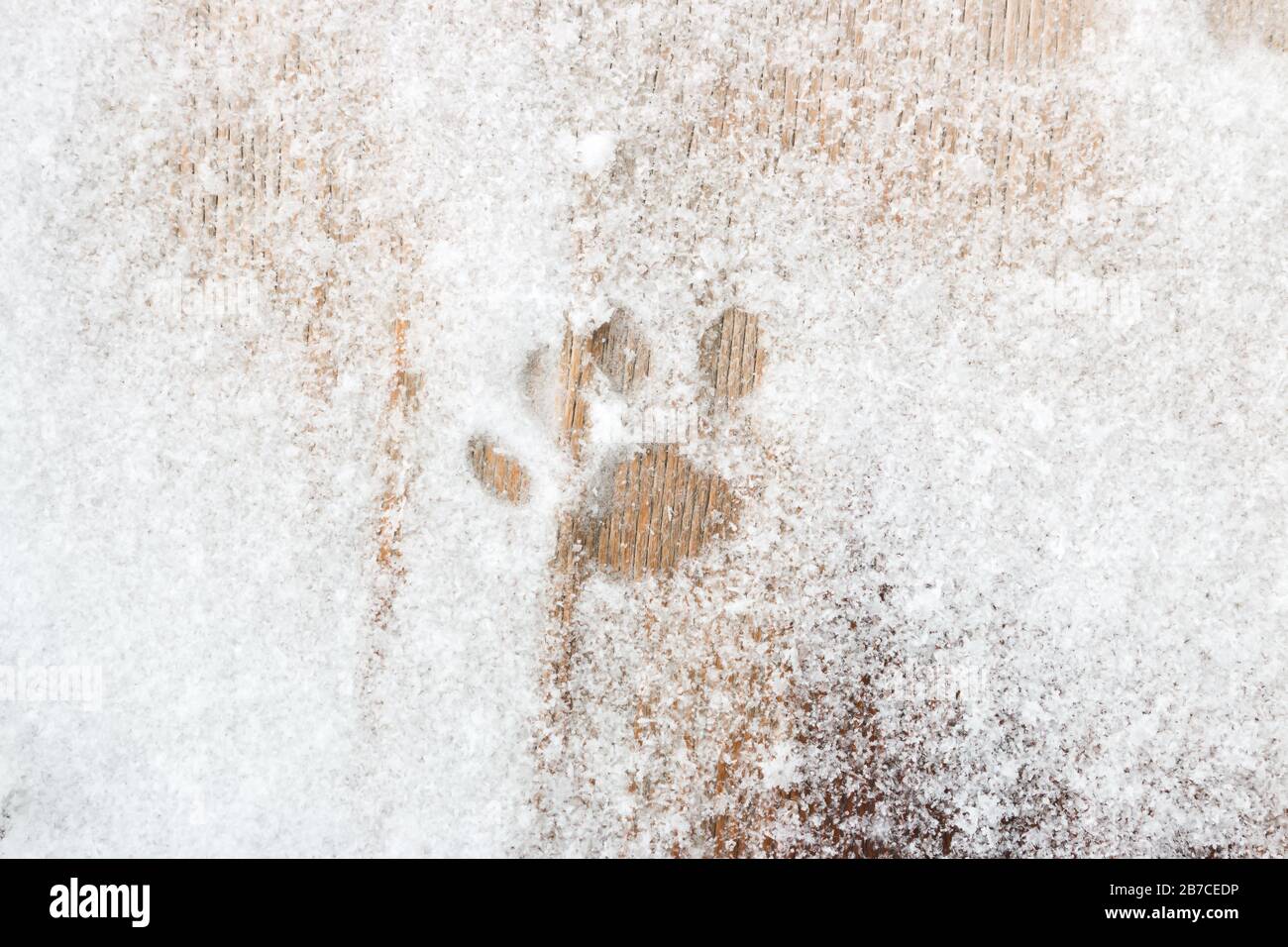 Katzenstößchen im Schnee auf Holzhintergrund Stockfoto