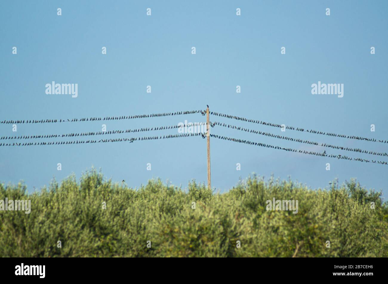 Vögel auf einem Draht hinter Büschen gegen den blauen Himmel. Stockfoto