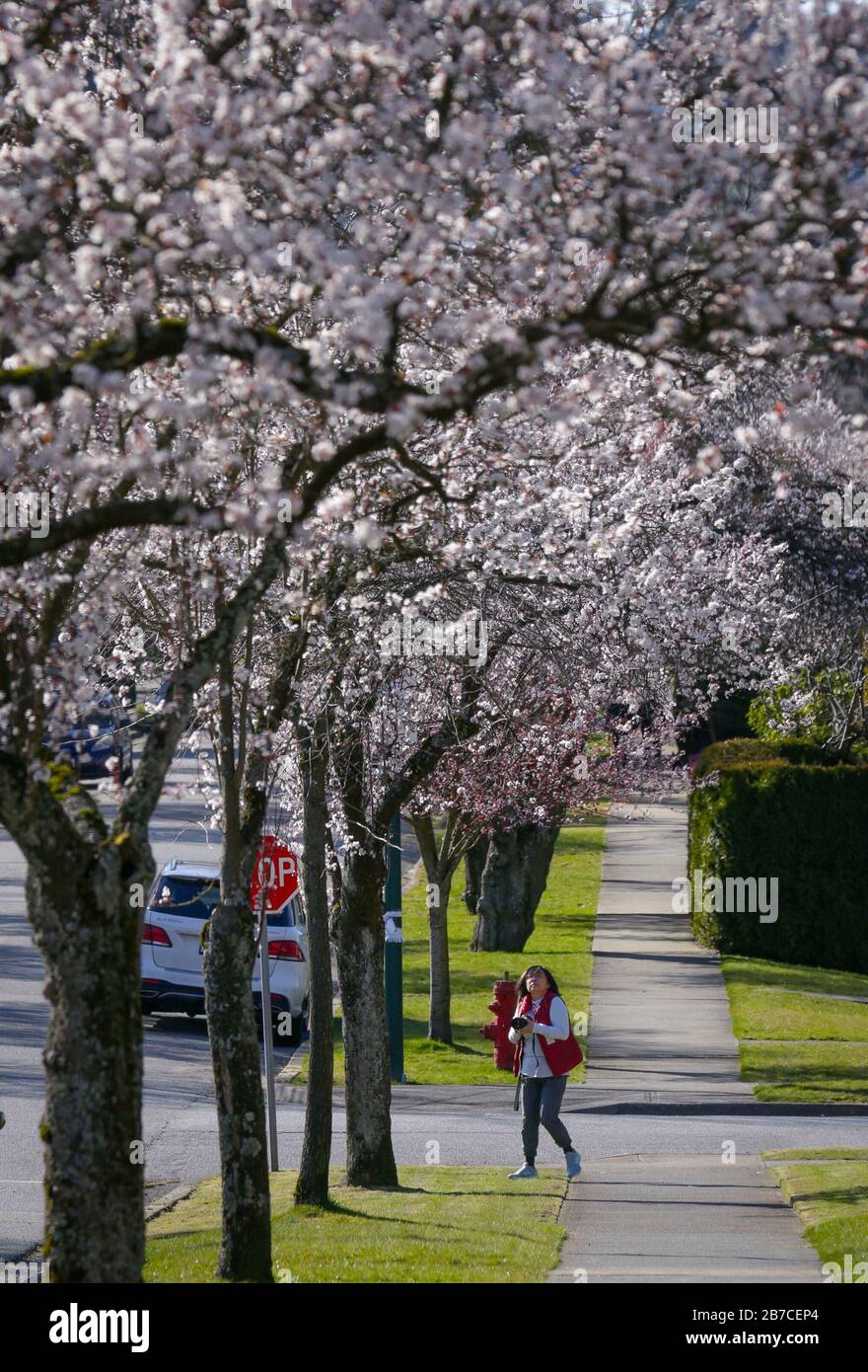 Vancouver, Kanada. März 2020. Ein Bewohner fotografiert Kirschbäume in voller Blüte in Vancouver, Kanada, 14. März 2020. Kredit: Liang Sen/Xinhua/Alamy Live News Stockfoto