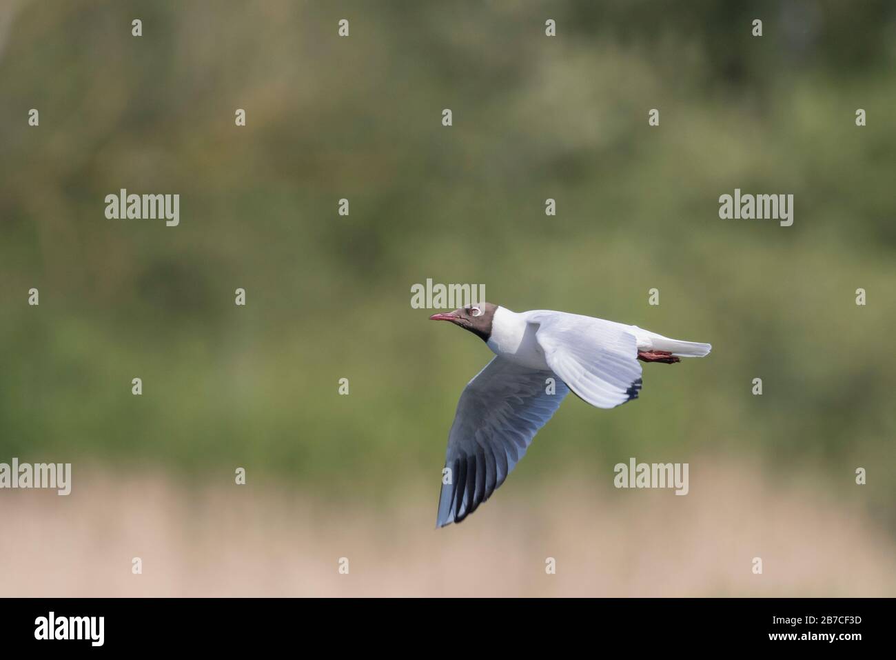 Black-headed Gull Flying, York, North Yorkshire, England, Großbritannien Stockfoto