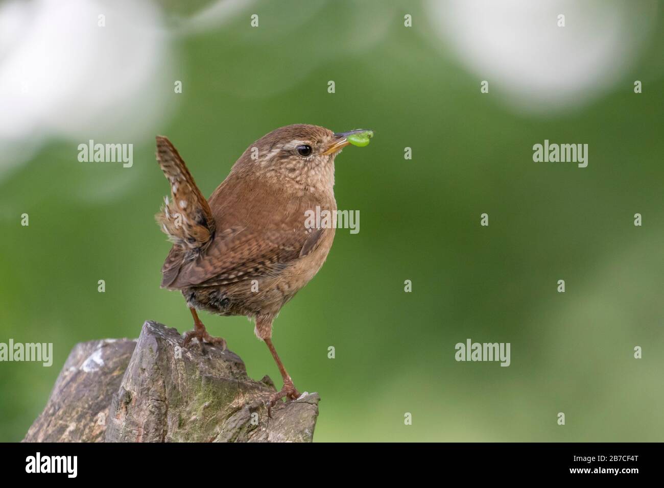 Eurasische Wren mit grüner Raupe, York, England, Großbritannien Stockfoto