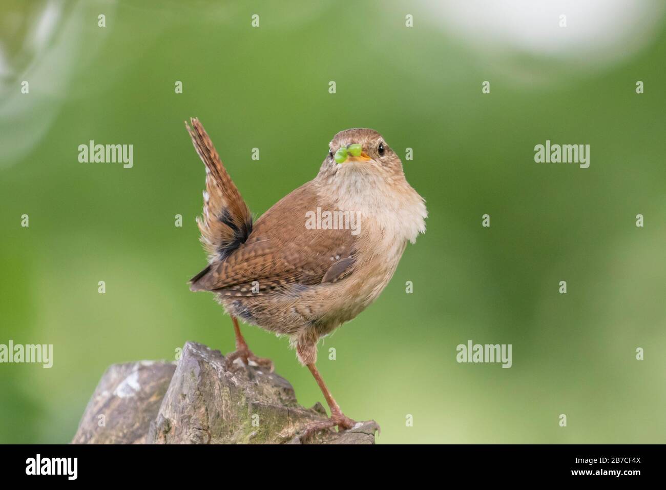 Eurasische Wren mit grüner Raupe, York, England, Großbritannien Stockfoto