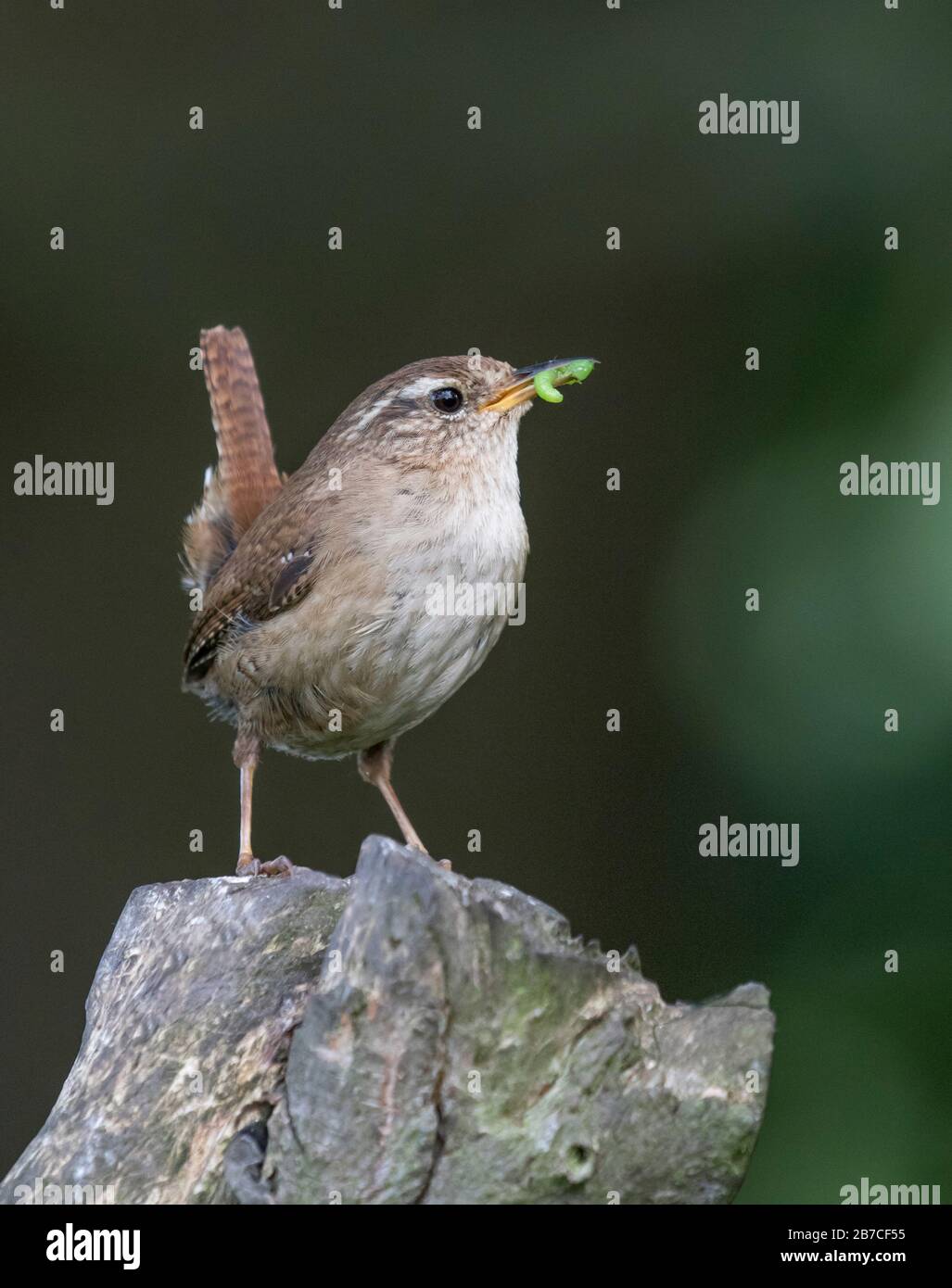 Eurasische Wren mit grüner Raupe, York, England, Großbritannien Stockfoto