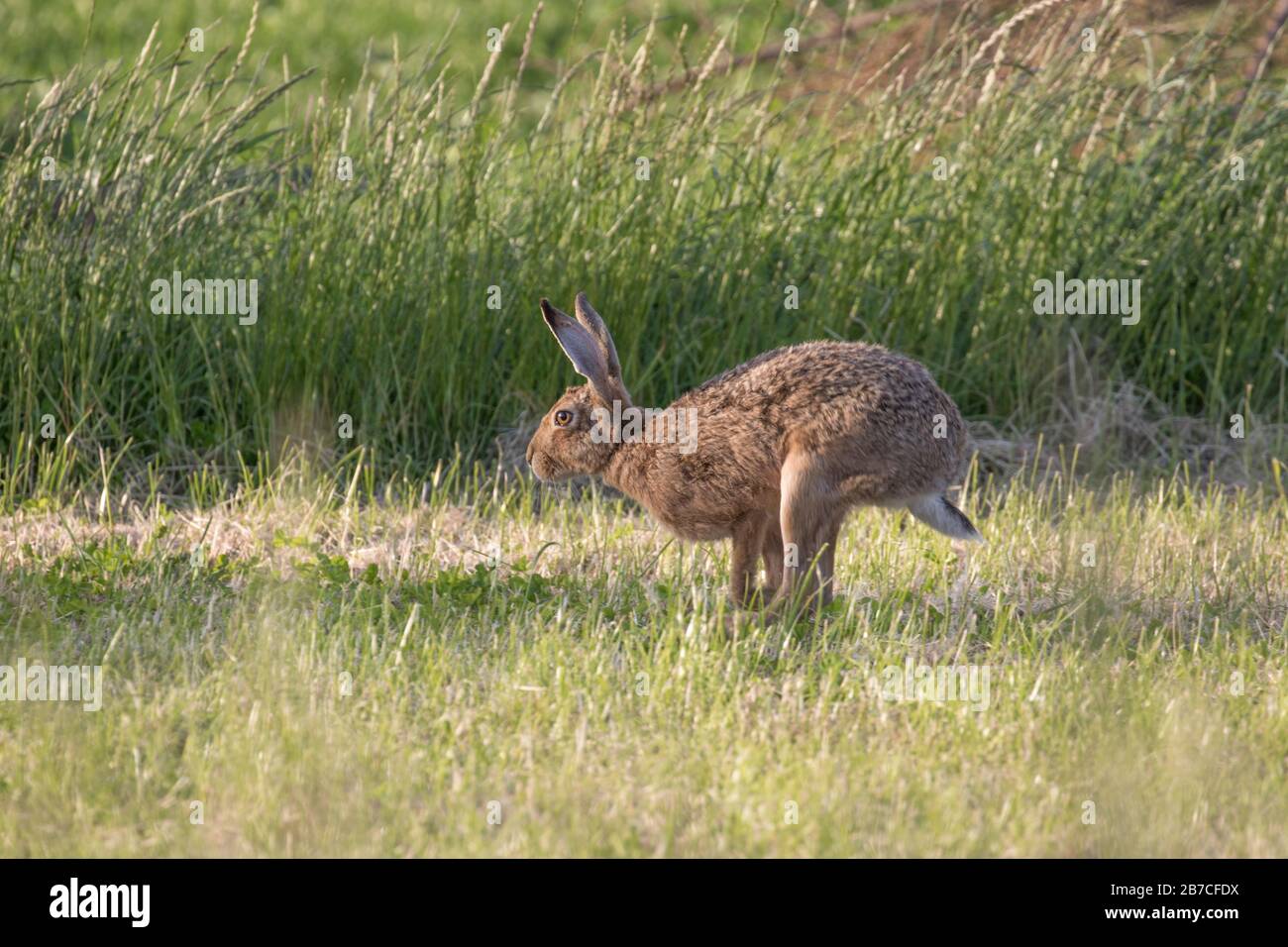 Brown Hase läuft über ein Feld, Northumberland, England, Großbritannien Stockfoto
