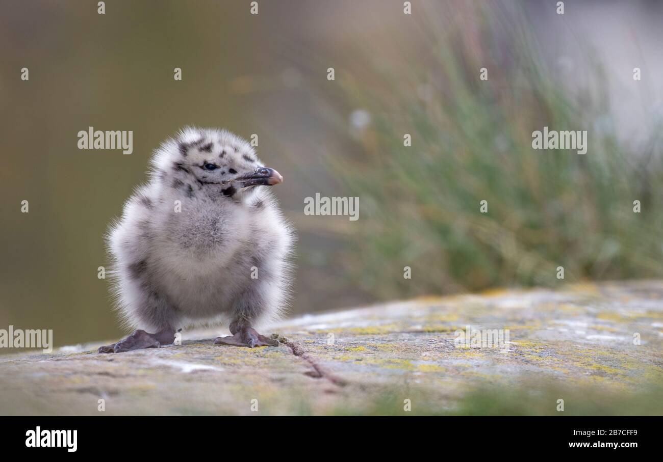 Niedlich Herring Gull Chick, Farne Islands, Northumberland, England, Großbritannien Stockfoto