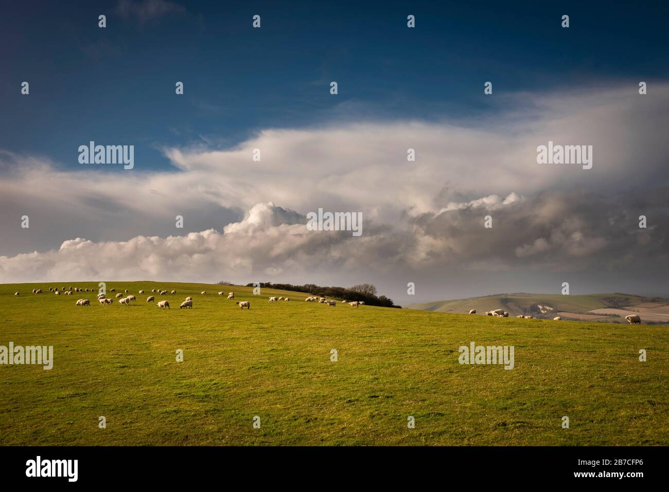Weidende Schafe auf Firle Beacon auf dem South Downs Way, East Sussex, Großbritannien Stockfoto