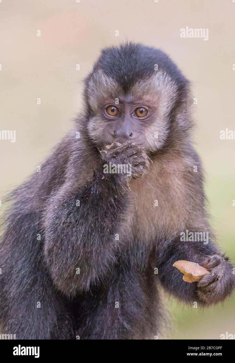 Brauner Kapuzineraffe, der im Botanischen Garten von Rio de Janeiro, Brasilien, isst Stockfoto
