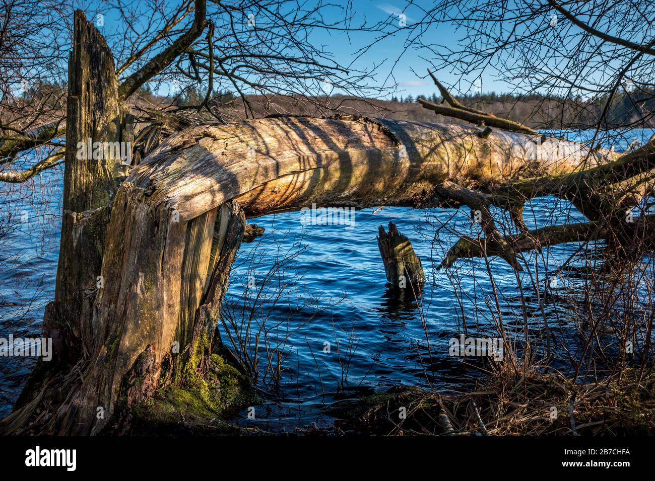 Ein großer Baum ist zerbrochen und liegt in einem See, das Wasser im See ist dunkelblau, auf Holz gibt es grünes Moos Stockfoto