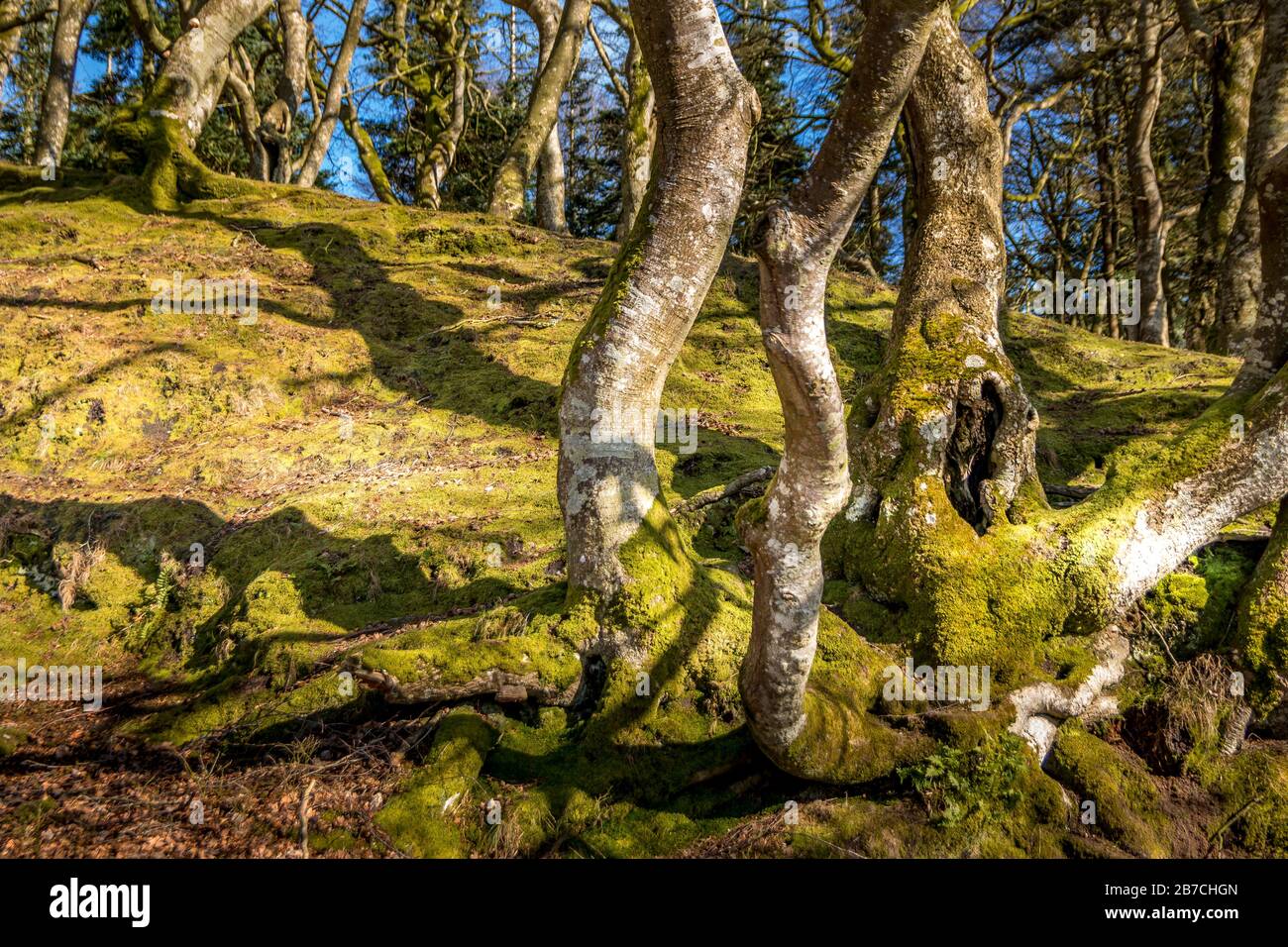 Schöne Bäume es sieht aus wie ein Zauberwald, am Grund des Waldes bedeckt grünes Moos den Boden, an einer Quelle scheint die Sonne durch Bäume herab Stockfoto