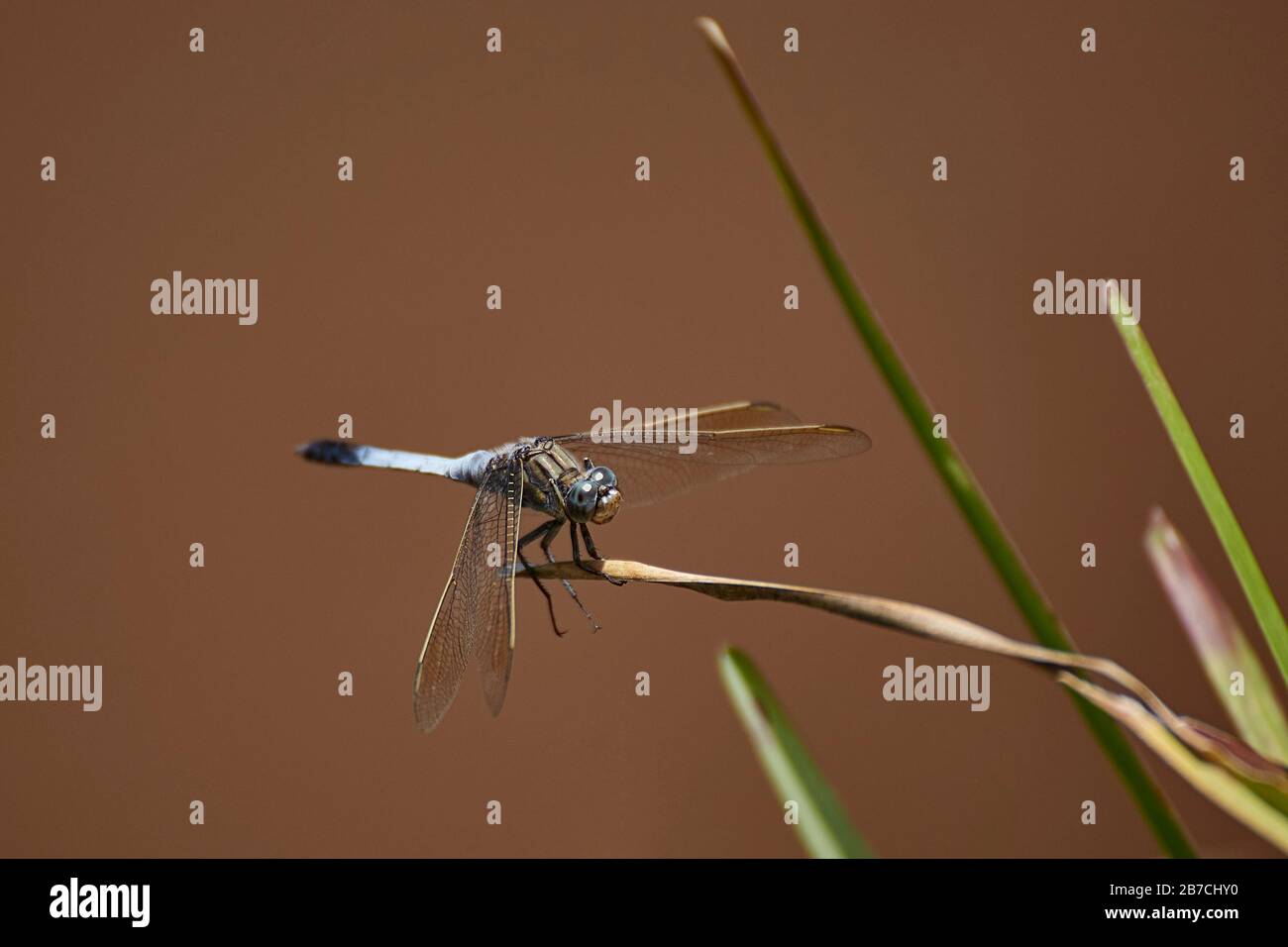 Eine Libelle ist ein Insekt, das zur Ordnung Odonata, Infrastruktur-Anisoptera gehört. Erwachsene Libellen zeichnen sich durch große, facettierte Augen aus, zwei p Stockfoto