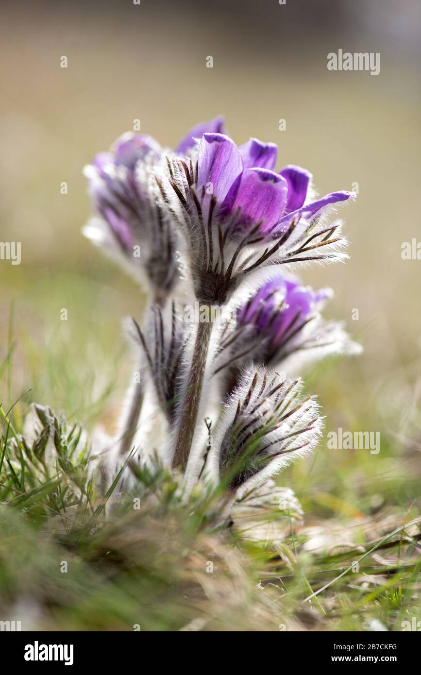 Frühlingsblumen wild Pulsatilla pratensis - selektiver Fokus, Kopierraum Stockfoto