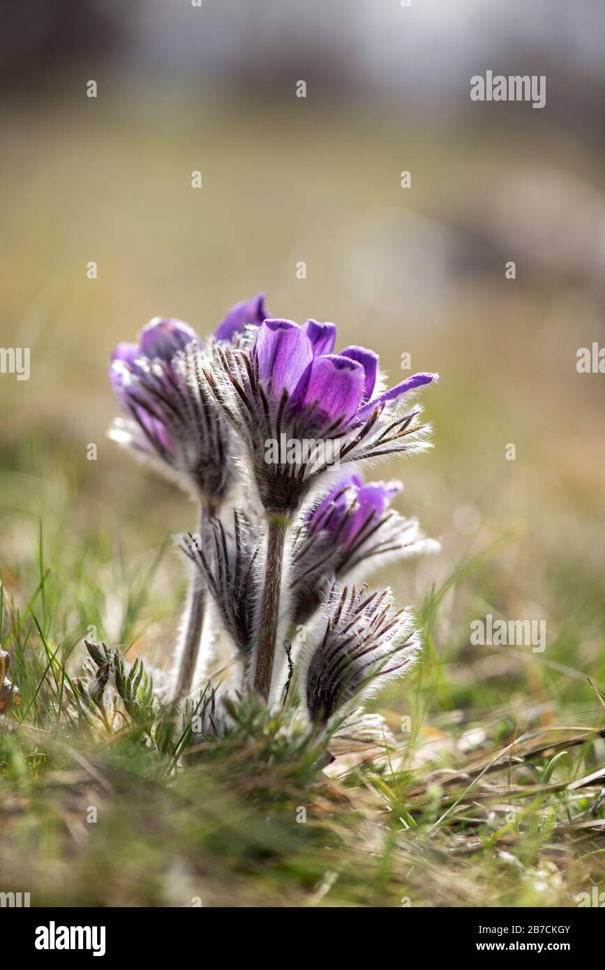 Frühlingsblumen wild Pulsatilla pratensis - selektiver Fokus, Kopierraum Stockfoto