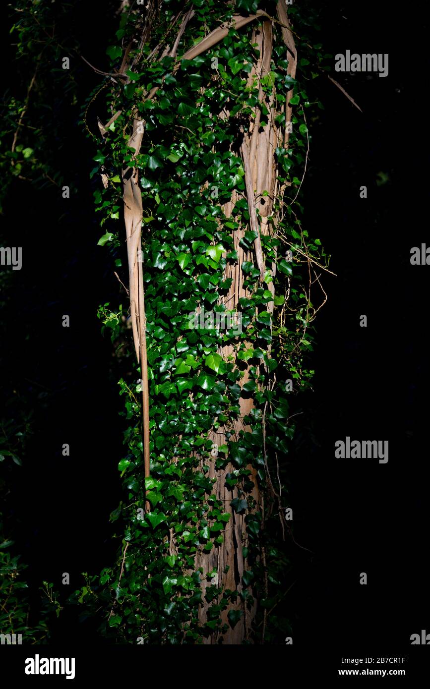 Ivy wächst auf einem Baumstamm im Wald Stockfoto