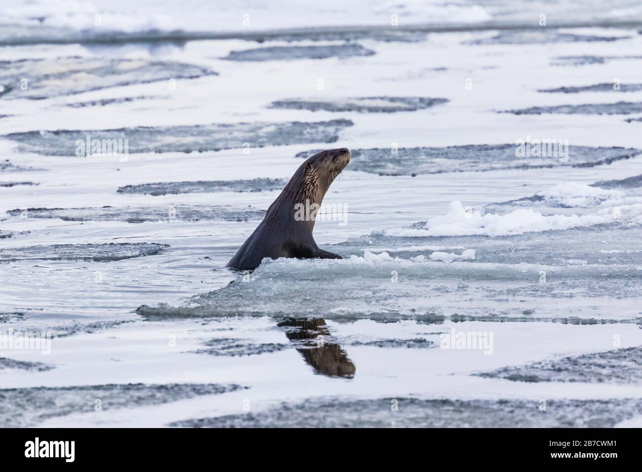 North American River Otter, Lontra Canadensis, Klettern auf Eisschollen am Strand in Trinity, Neufundland, Kanada Stockfoto