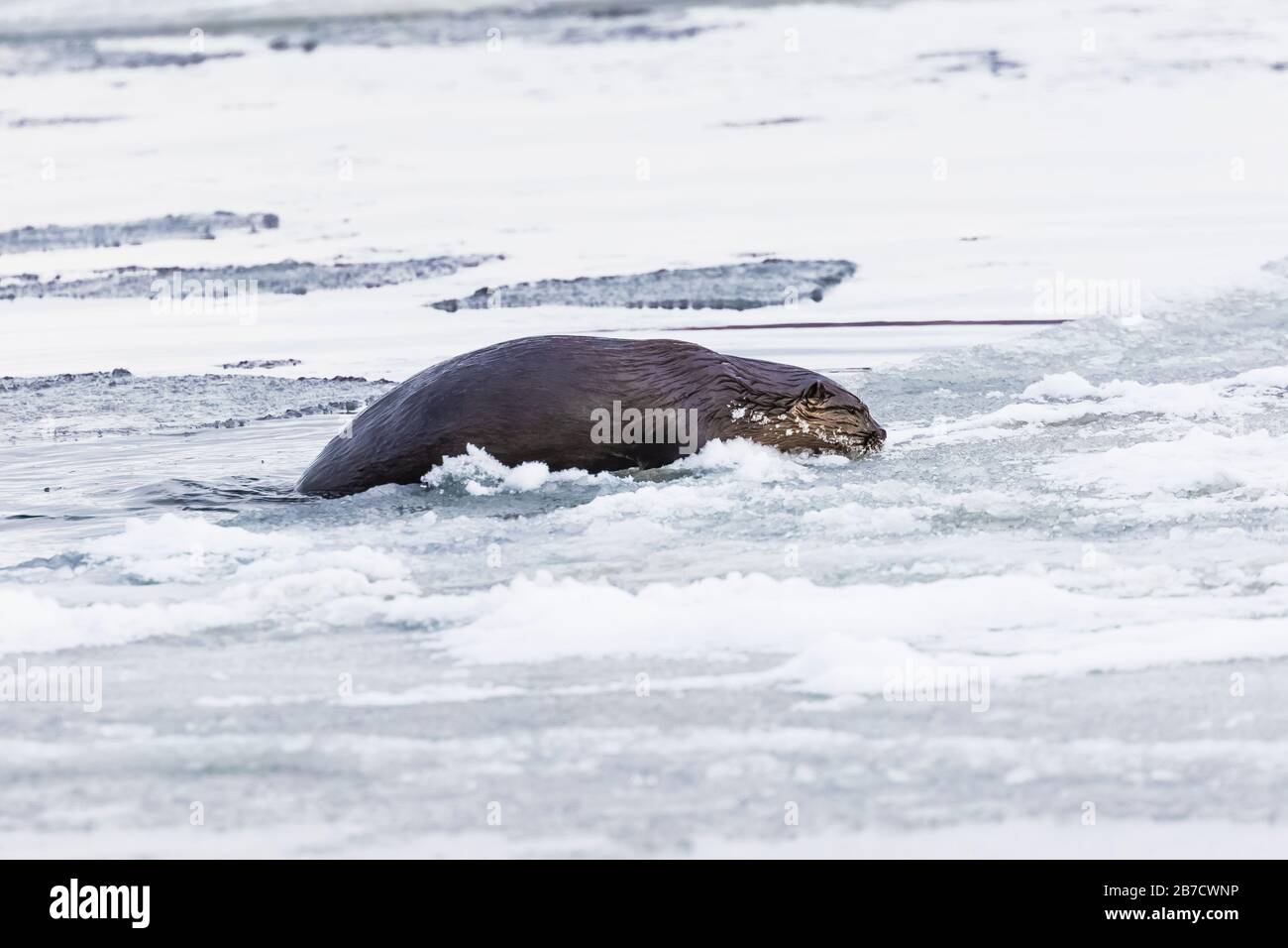 North American River Otter, Lontra Canadensis, Klettern auf Eisschollen am Strand in Trinity, Neufundland, Kanada Stockfoto