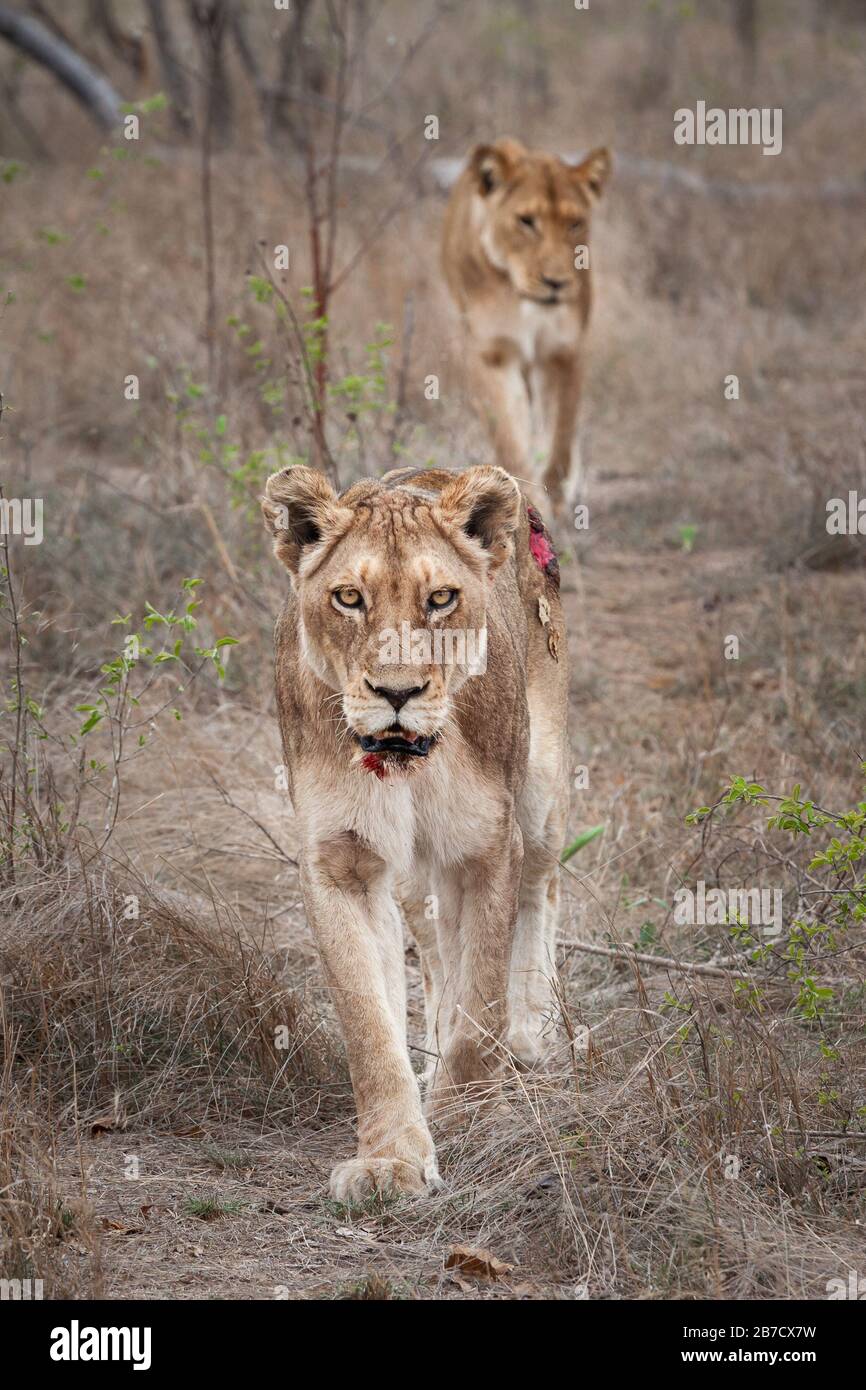 Verletzte Löwin nach der Jagd auf den Kruger Park in Südafrika Stockfoto
