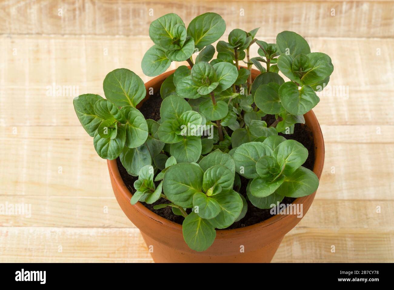 Pflanzentopf mit frisch grüner Orange Mint Nahaufnahme Stockfoto