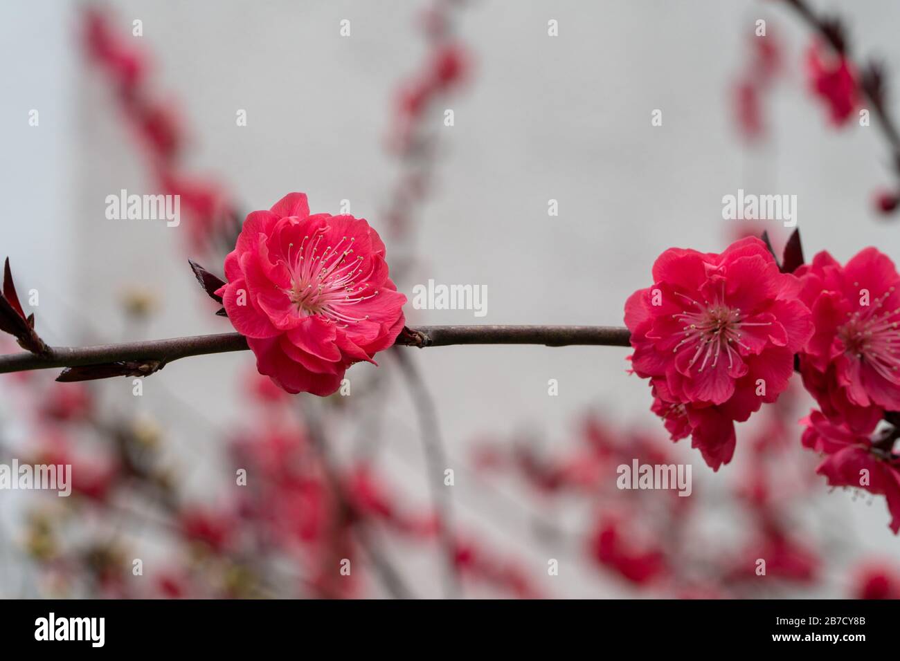 Rote Blume in voller Blüte im Frühling mit mehr Blumen im Hintergrund Stockfoto