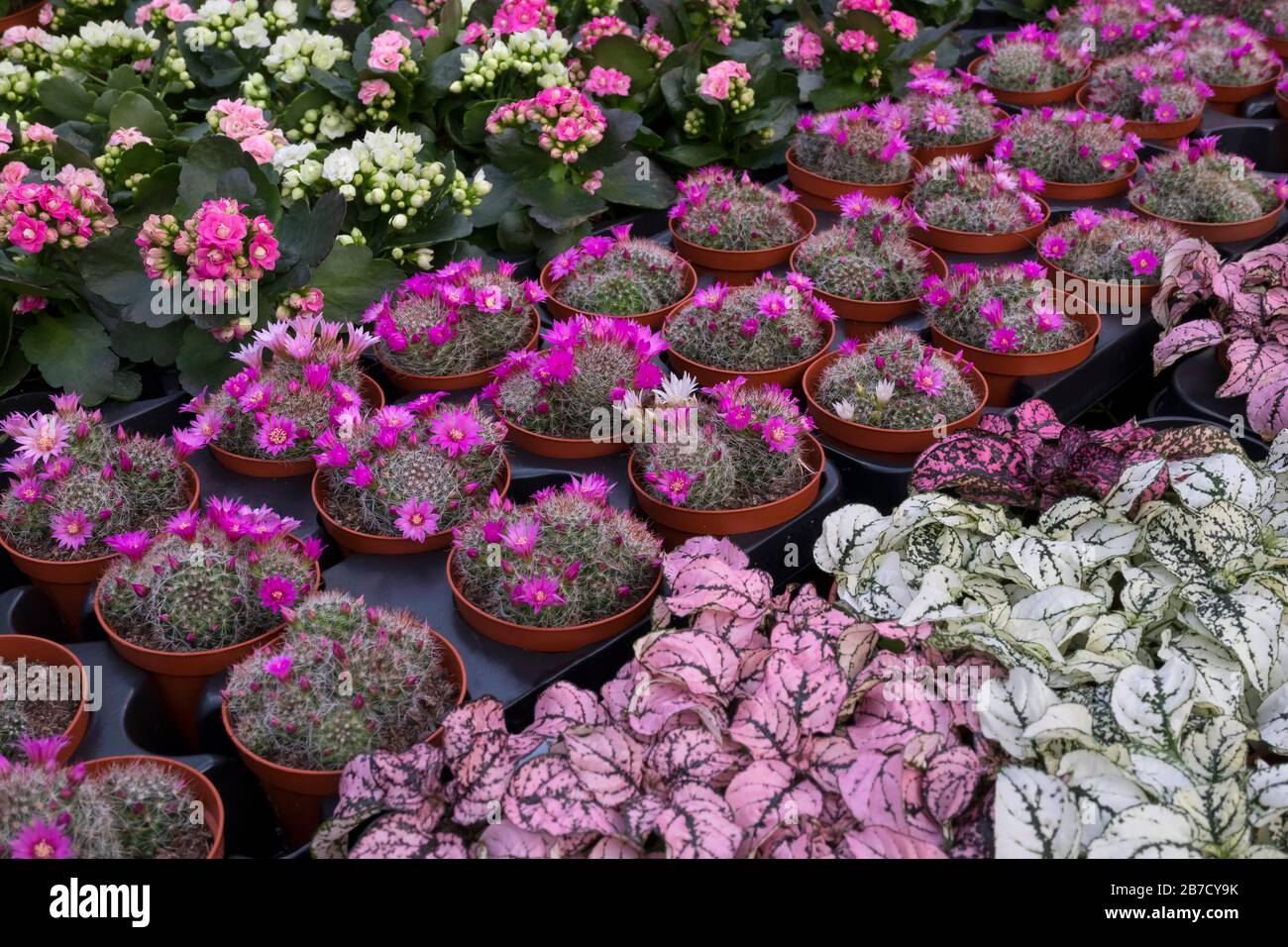 Verschiedene Mini-Pflanzen auf dem Markt zum Verkauf Stockfoto