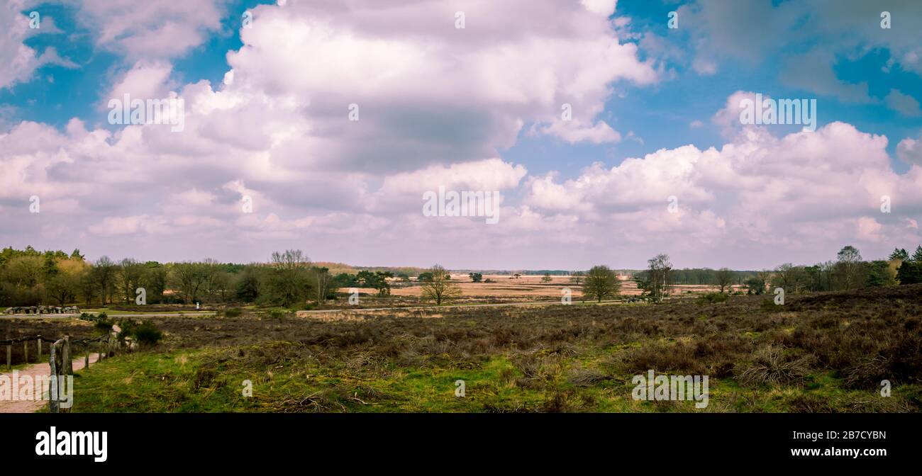 Panoramasicht auf eine Heidelandschaft im Frühjahr in der Provinz Drenthe im Holtingerveld, einem schönen Naturreservat in der Nähe von Havelte Stockfoto