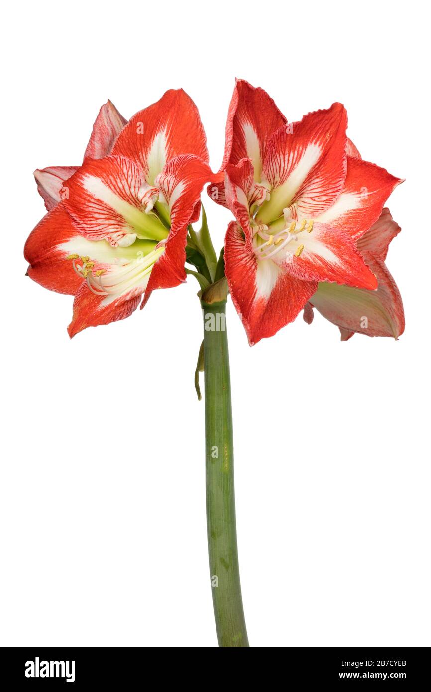 Große rot-weiße Stern-Amaryllis-Blumen auf weißem Grund Stockfoto