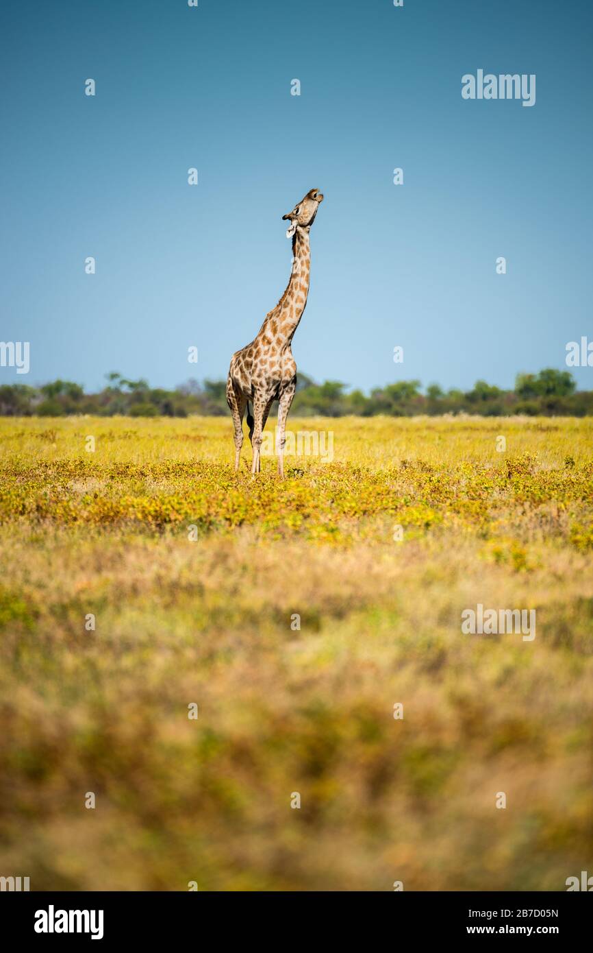 Eine Giraffe, die auf einem Knochenfragment im Etosha-Nationalpark, in Namibia, kaut Stockfoto