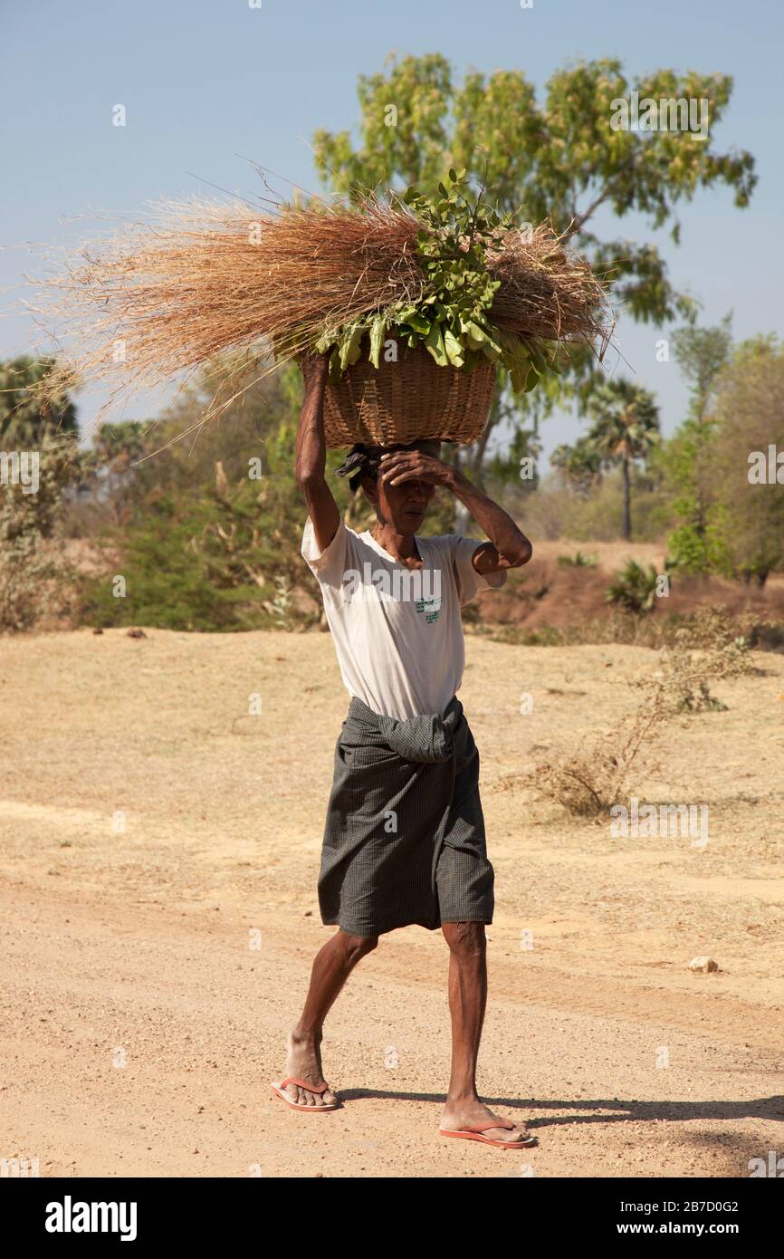 Das tägliche Leben im Land zwischen Nyaung U und Popa Mountain, Mandalay Region, Myanmar, Asien Stockfoto